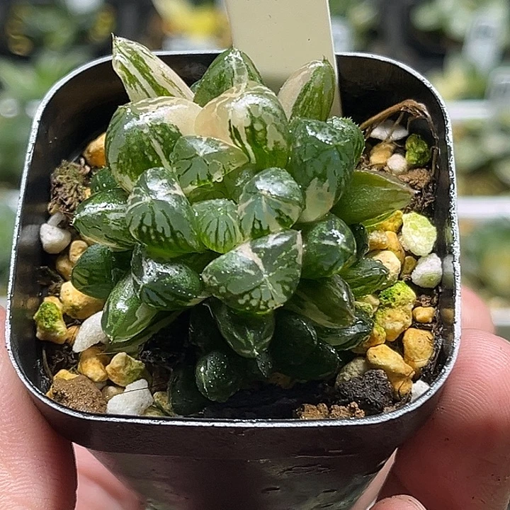 195群生塑料皮玉露锦