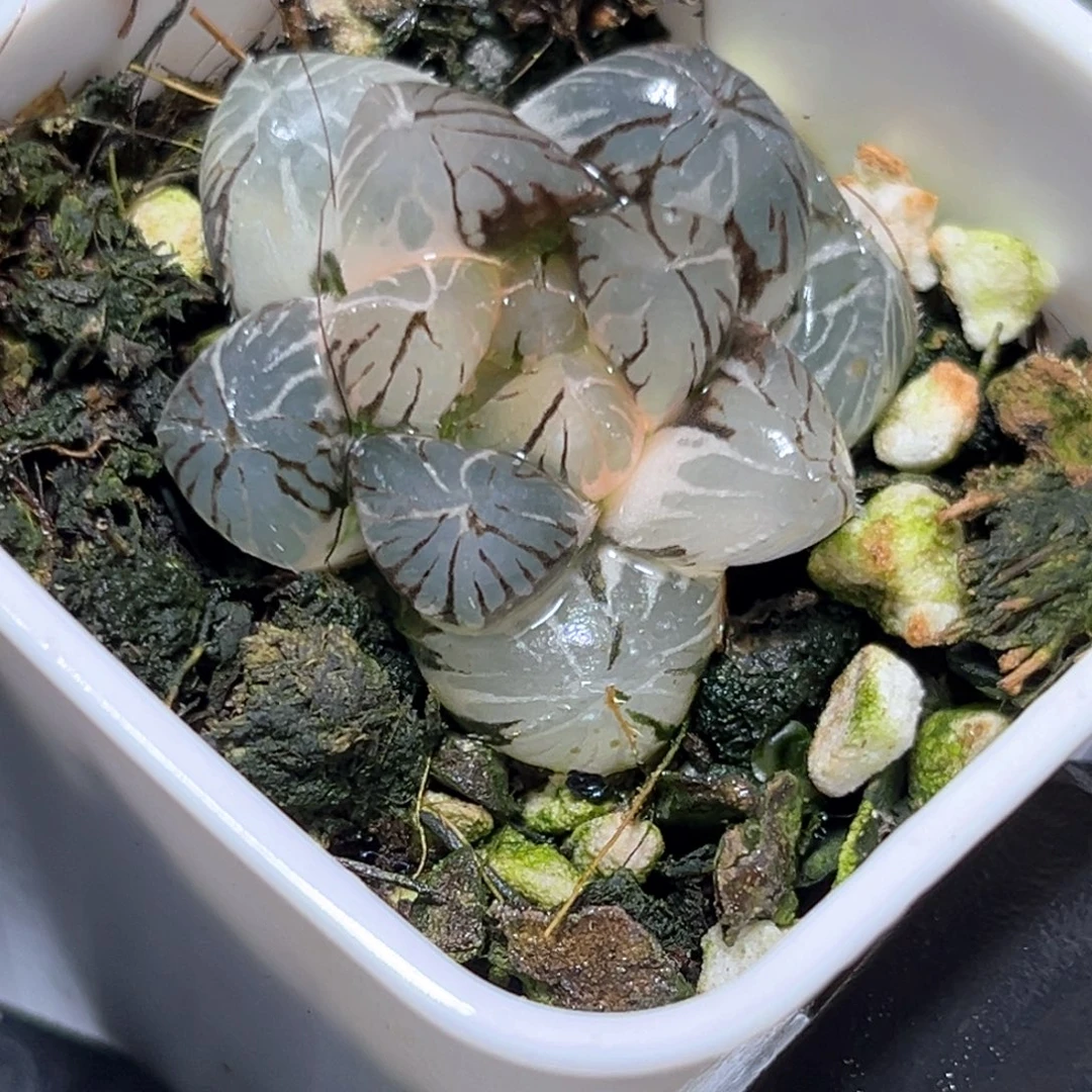 恭喜发财大吉大利4521