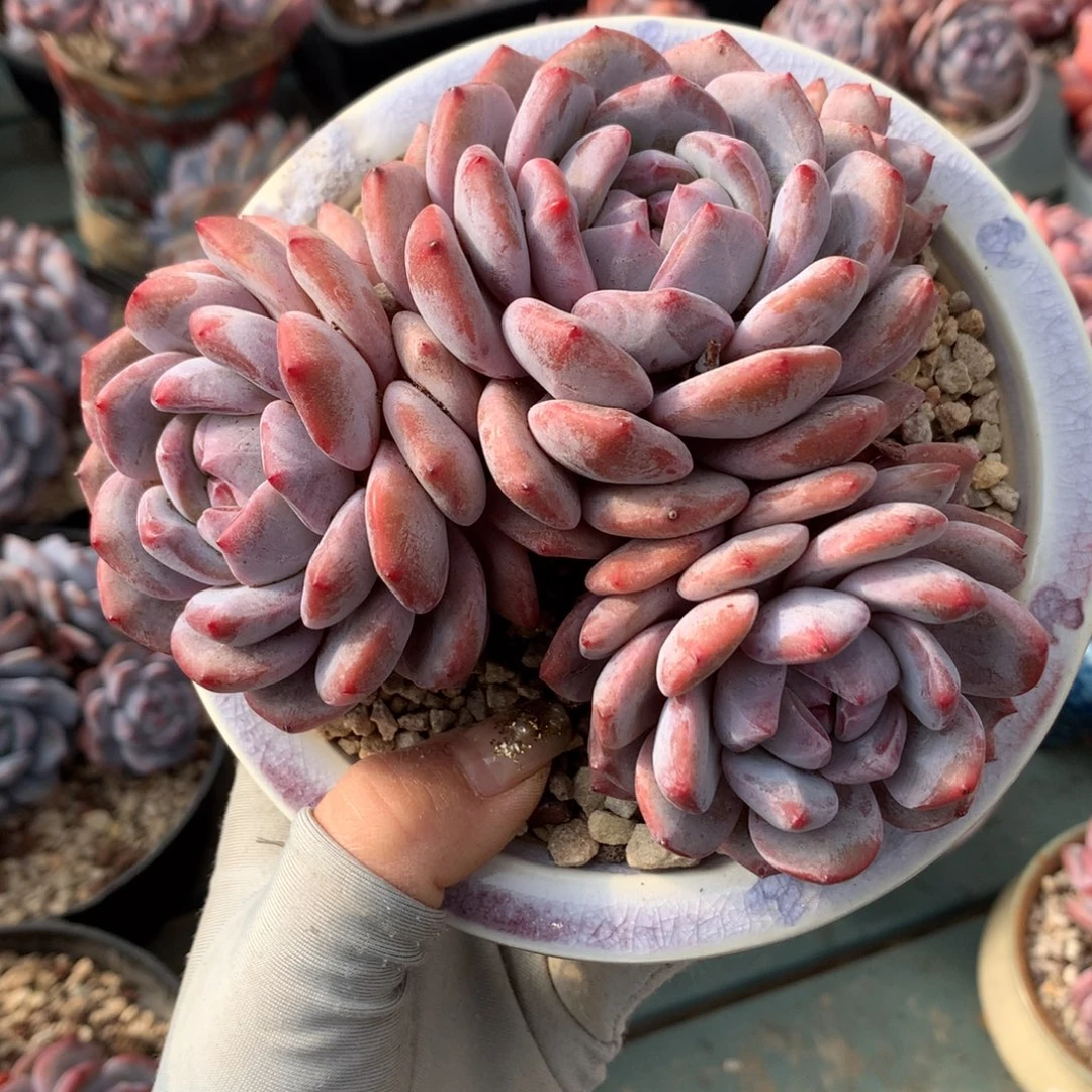 石榴籽哈哈哈哈哈哈哈哈哈哈