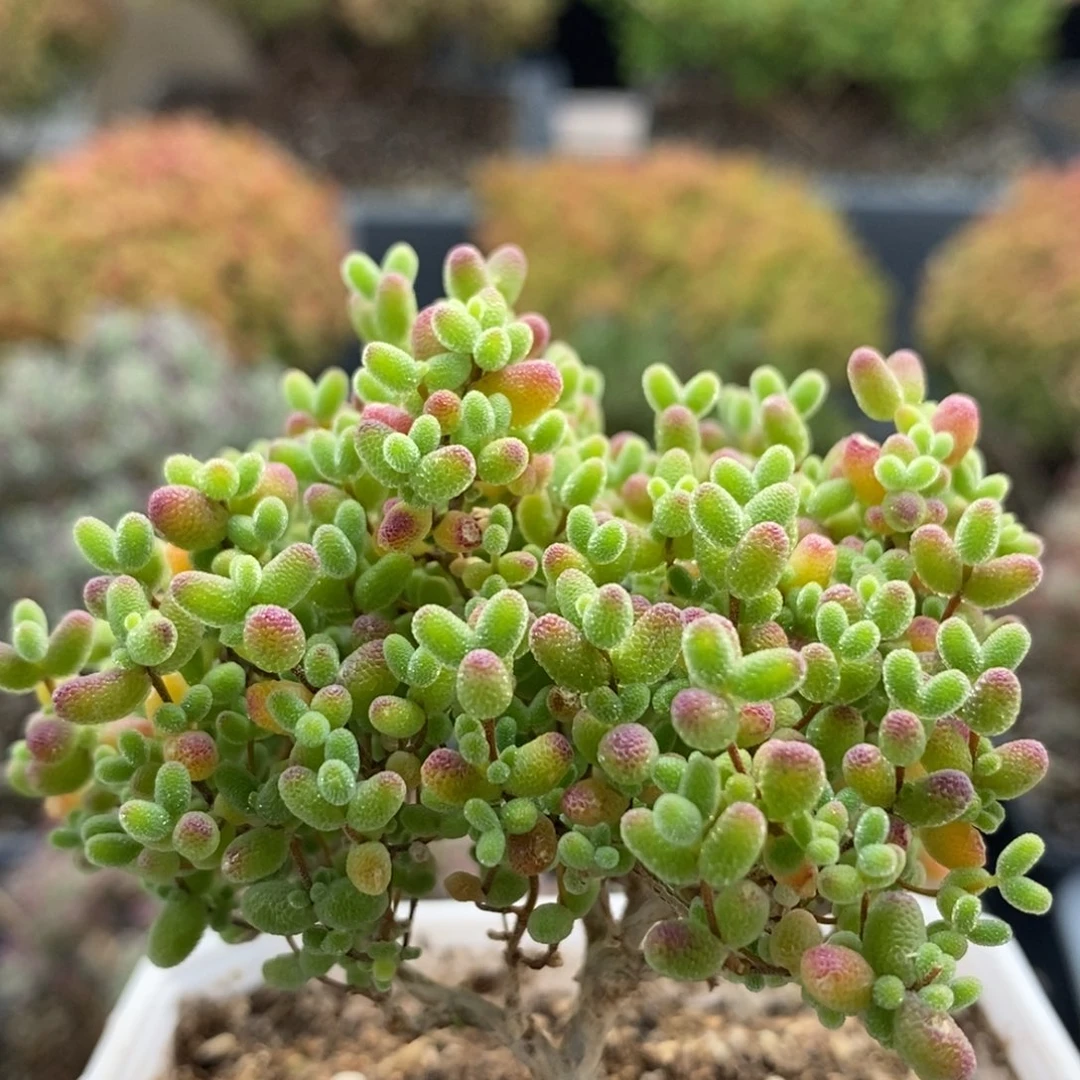 s****e蜜橘糖球6232枝干番杏