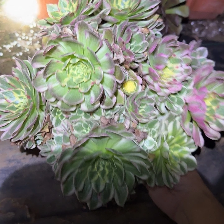 精品海王朵朵亏本福利，单拍路上