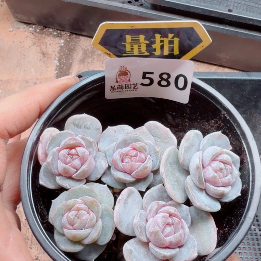 多肉植物多肉植物