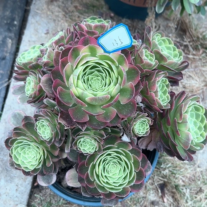 135奶白多肉植物