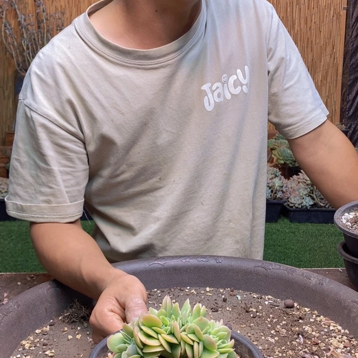 *****428号星那塔多肉植物