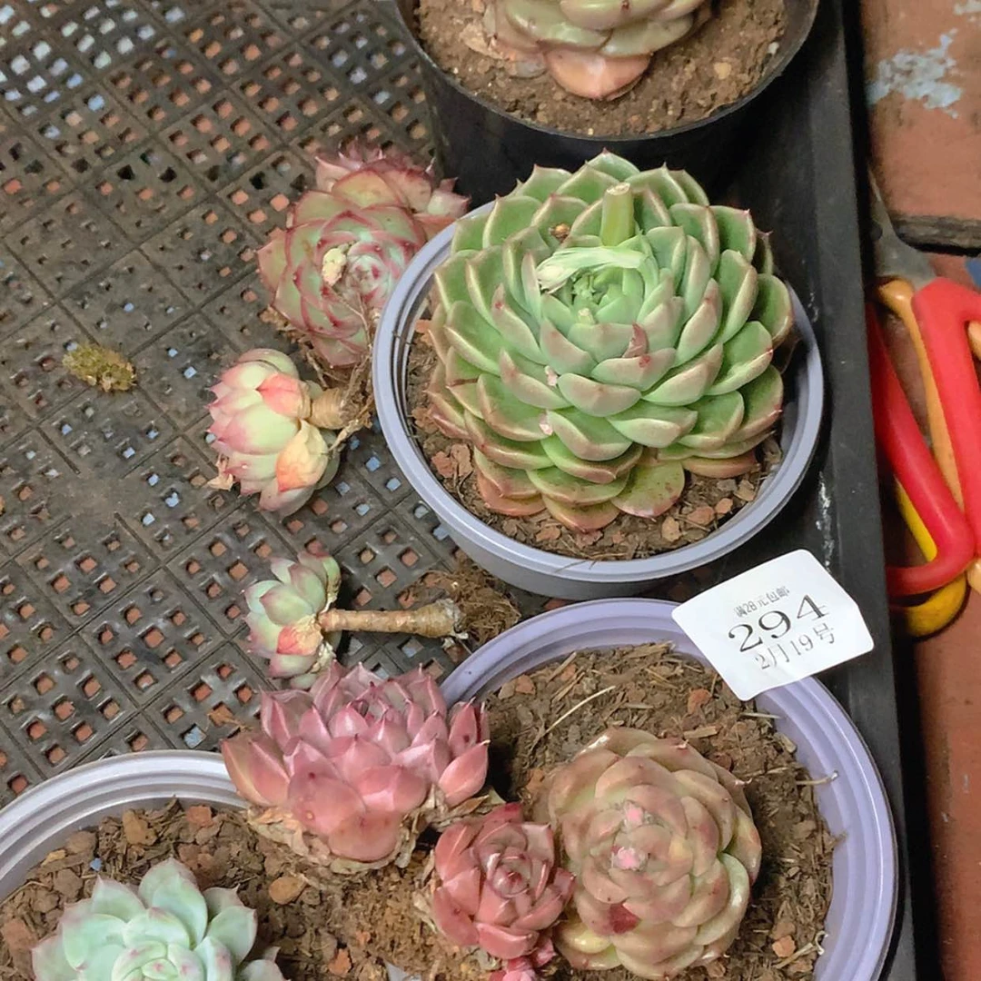 【闪购商品】云294
