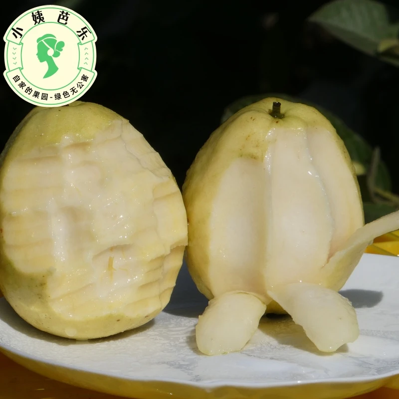 现摘白心熟芭乐水果 超大芭乐果皇