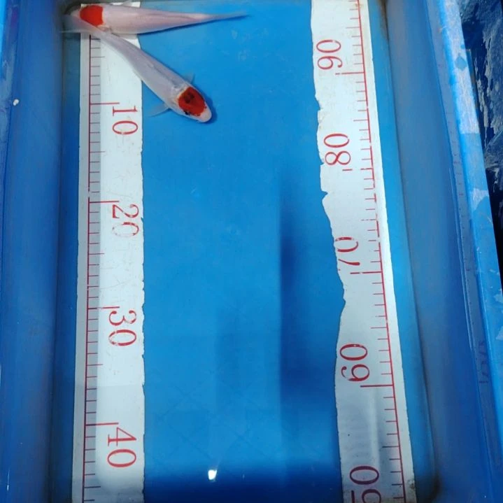 海水鱼顺丰包邮开箱包活3