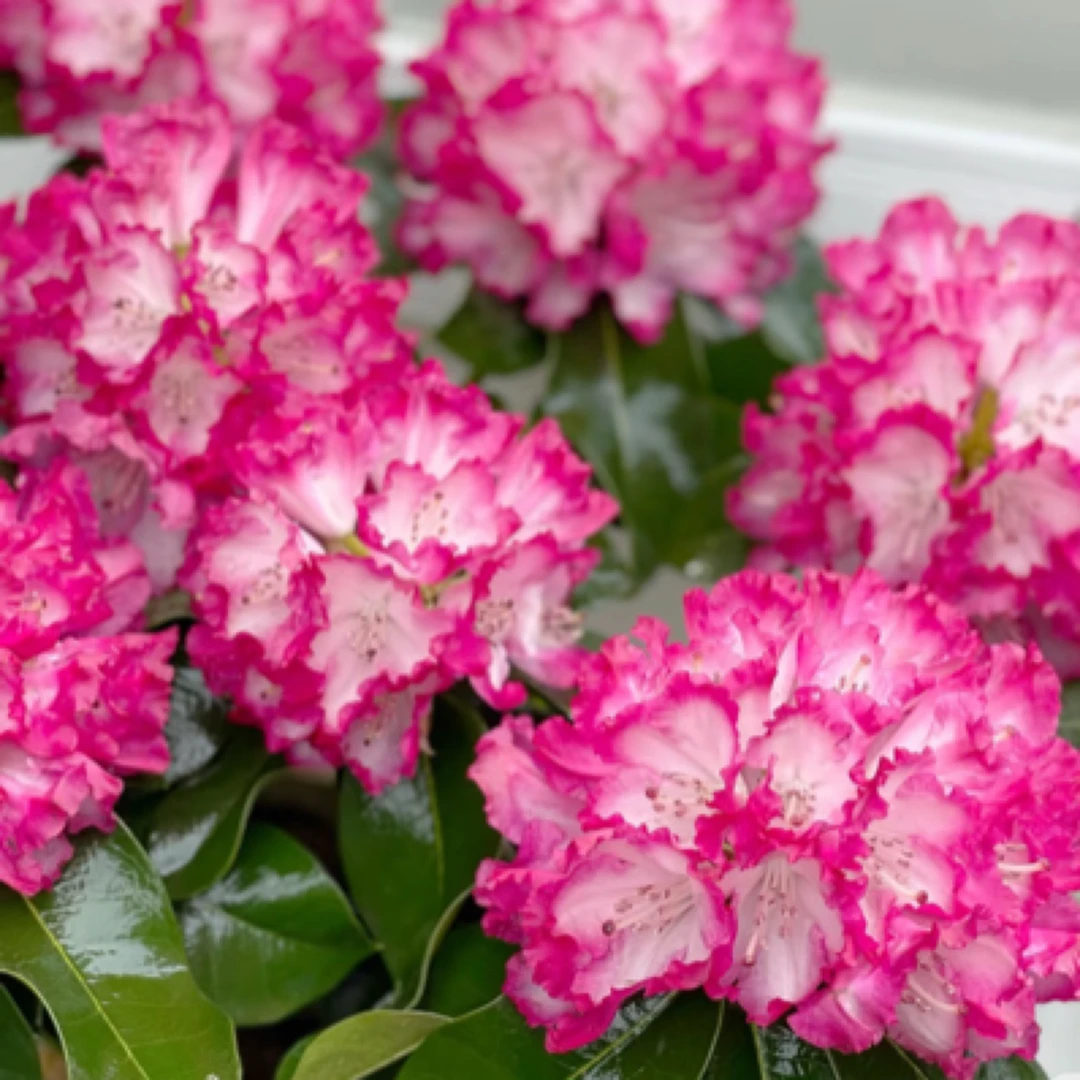 高山杜鹃老桩 6年桩盆栽，庭院种植，阳台养护