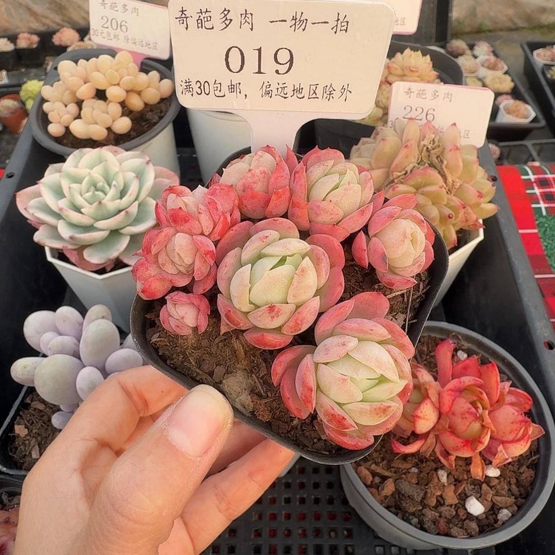 019 脱土 不包整 30元包邮非偏远