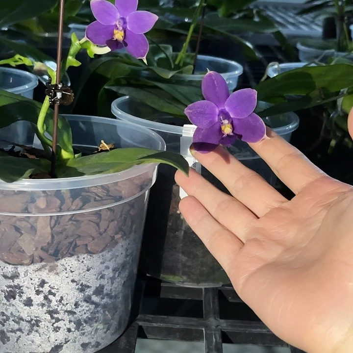 大部分花苞少量开放印地狗