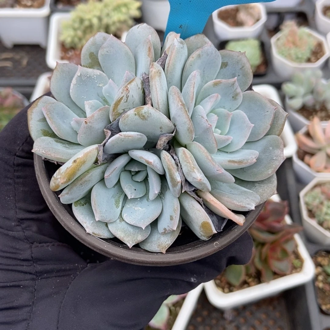 078白茶多肉植物多肉