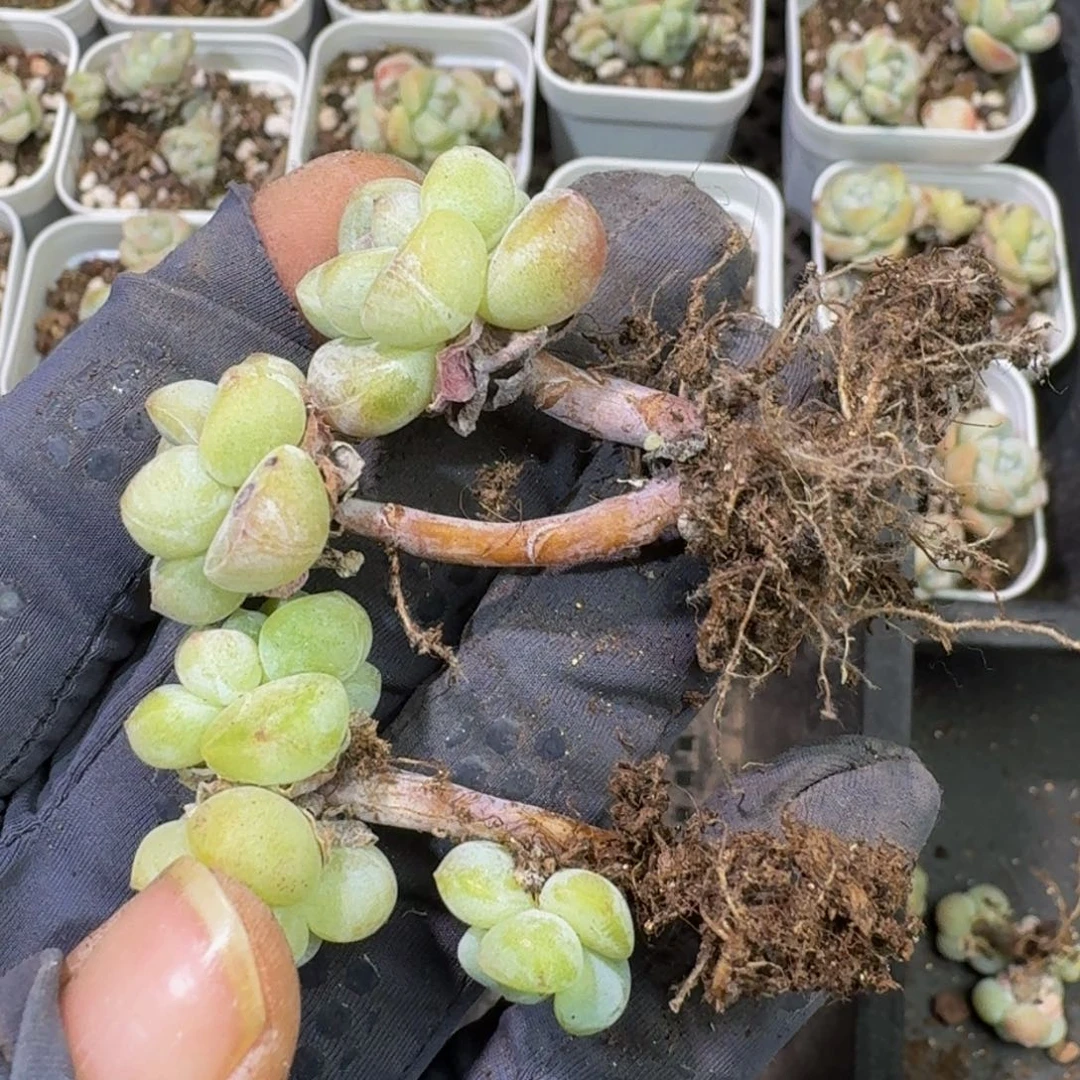10 号一物一拍到手1框