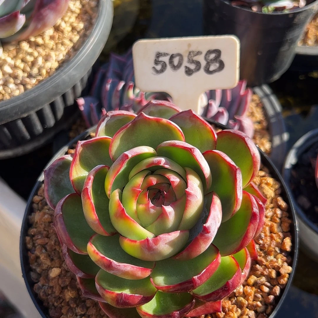 惊鸿仙子一物一拍5058号