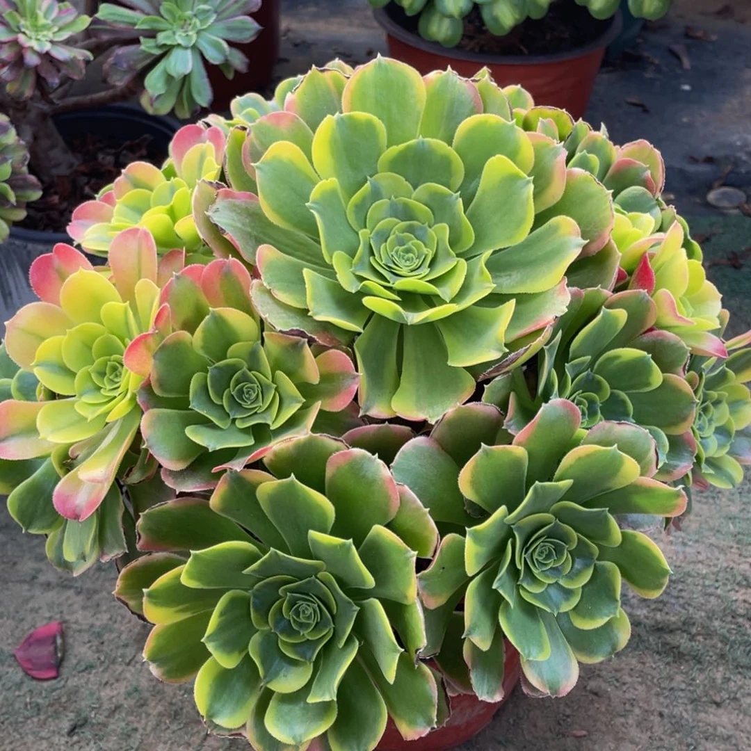 121特斯拉精品法师多肉