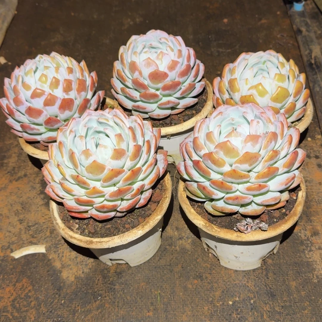 5个单头橙梦路2号棚