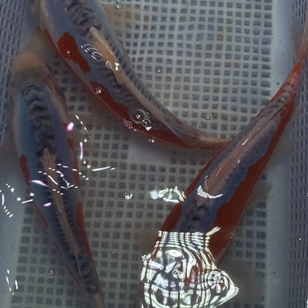 锦鲤冷水锦鲤包邮