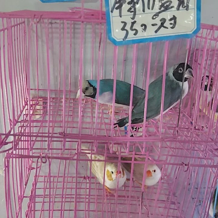 漫***V文鸟特价蓝背一对包活到家收到货拍开箱视频