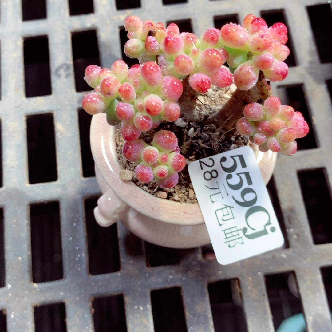 5厘米盆精控多肉559