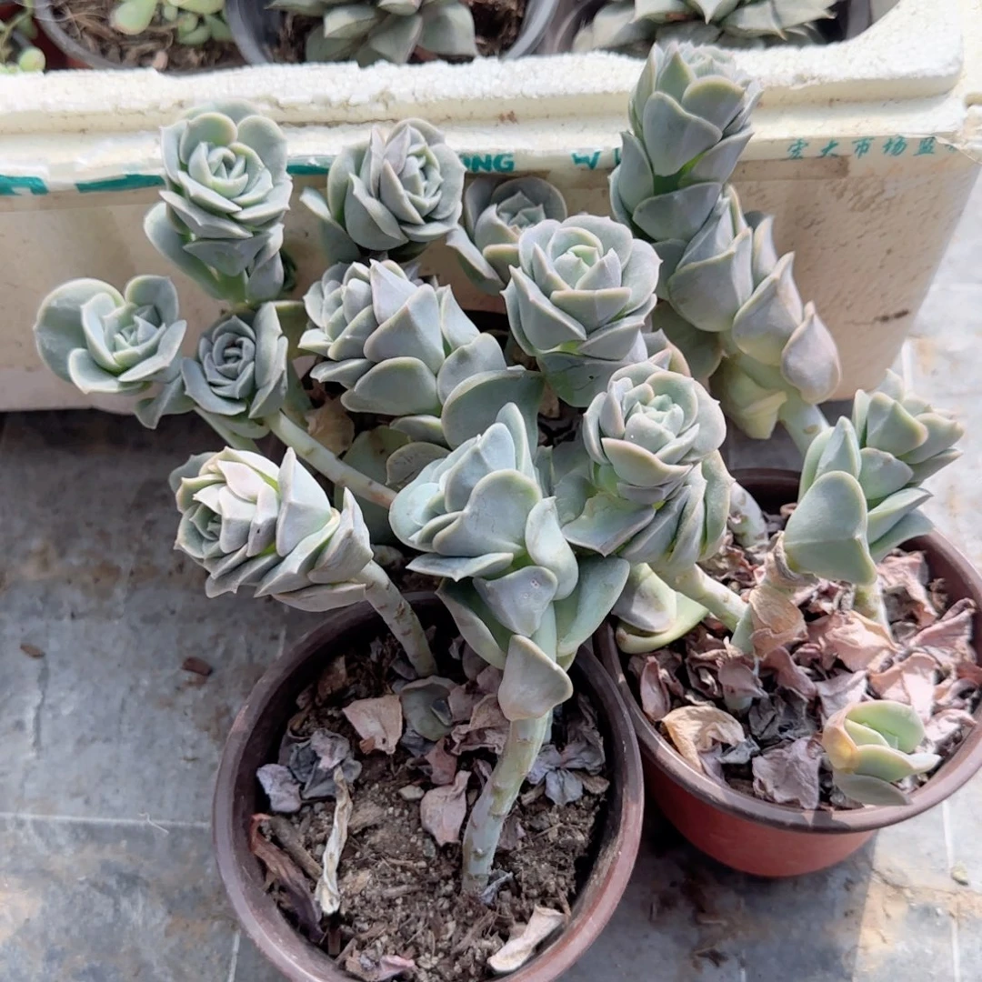 无花朵可爱玫瑰三盆