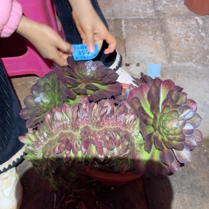 抹茶缀3991多肉植物