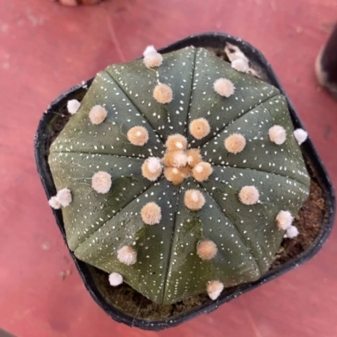 实生大星兜6仙人球