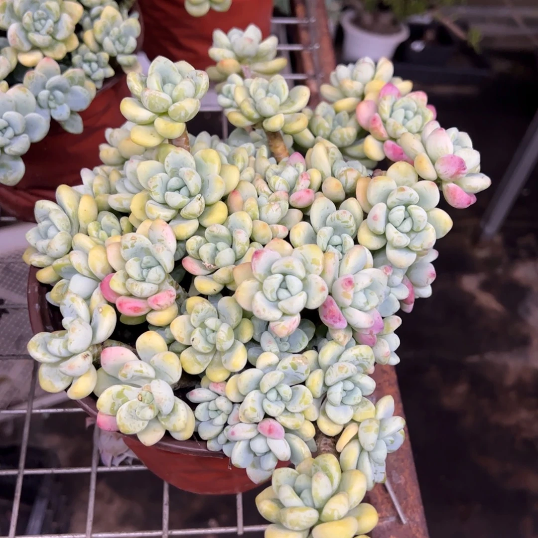 劳尔整装整群老桩