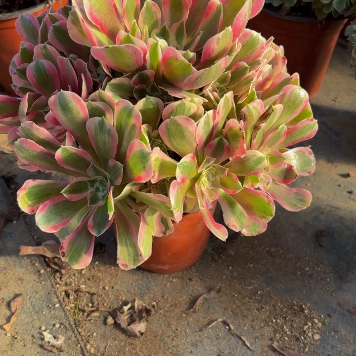 瑞妈，。。。。。631布。