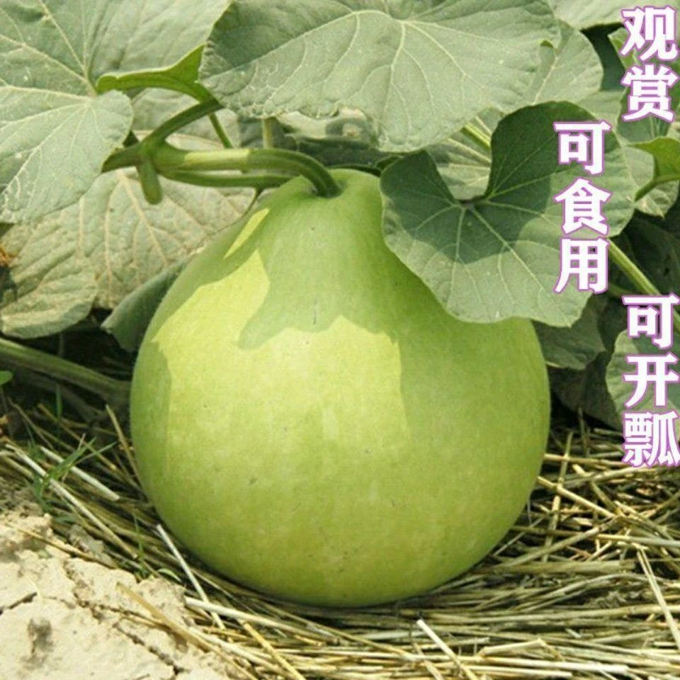【农家食用菜葫芦种子】蔬菜种子