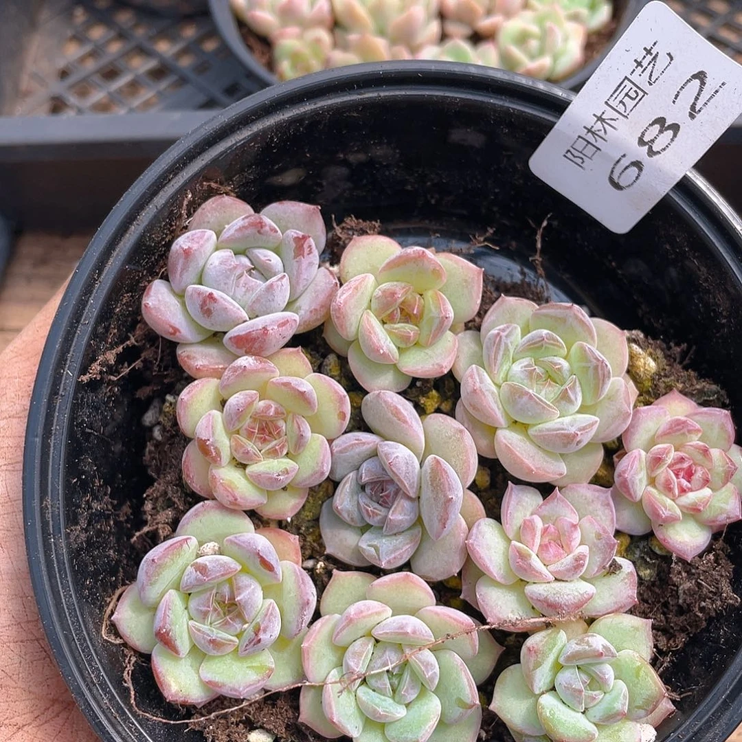 多肉植物多肉植物682