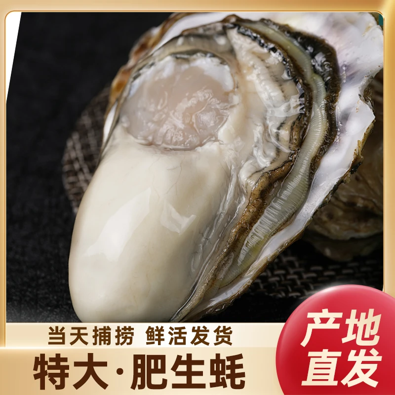 乳山生蚝多规格 5斤装现捕现发 鲜活清蒸顺丰包邮
