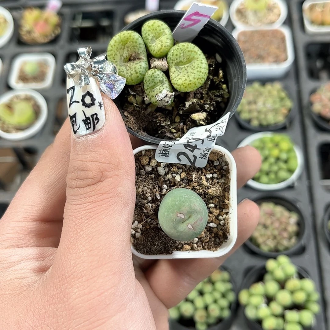 我****24936一物一拍单头发货