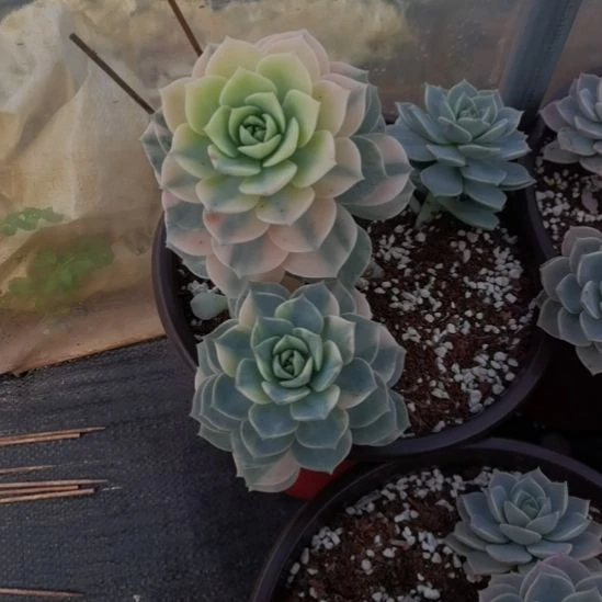 白牡丹超白锦刚长毛根