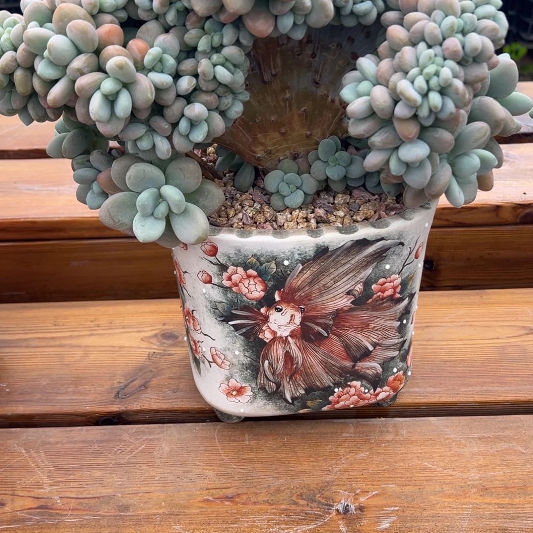 红洛神缀化 一物一拍