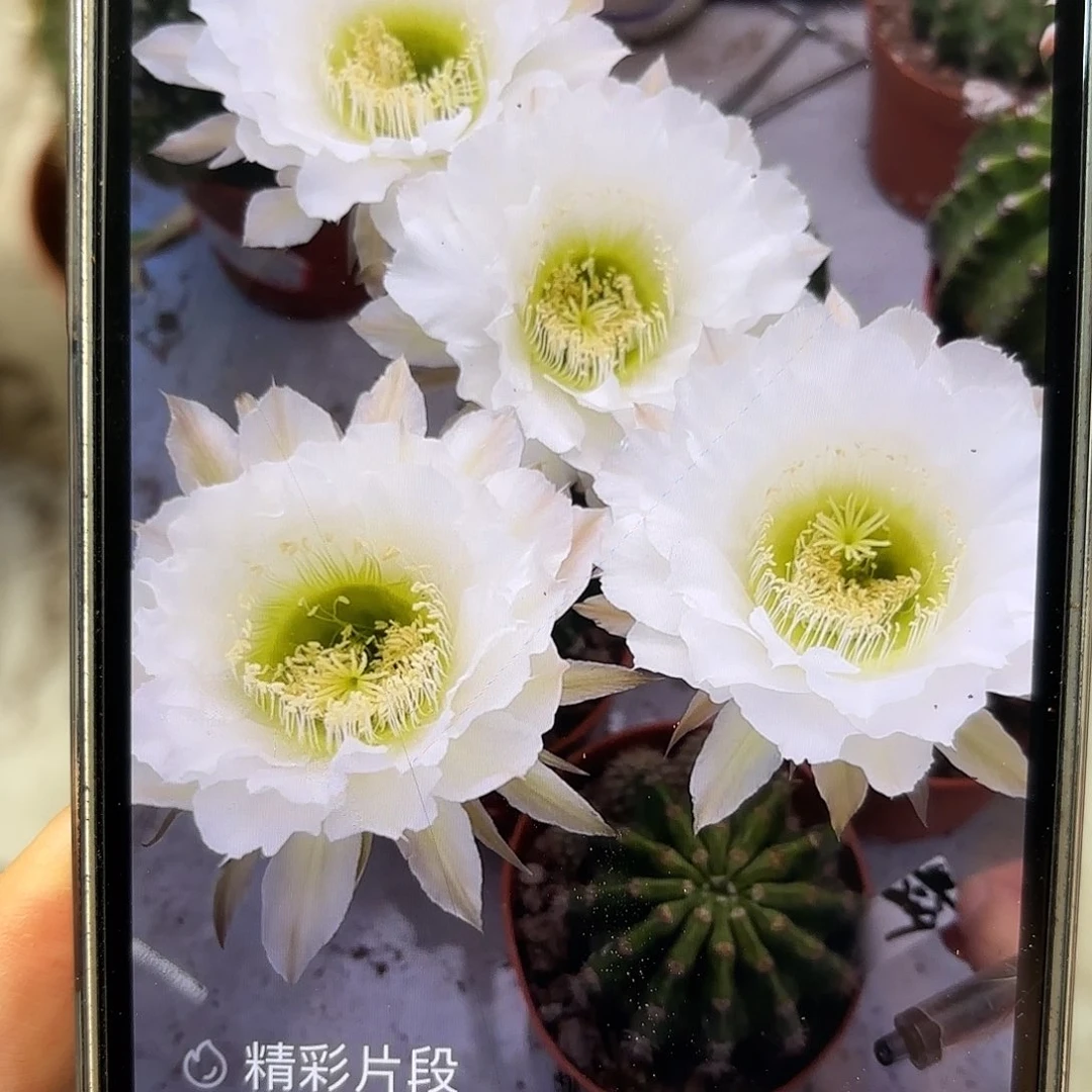 彩草209号7公分左右