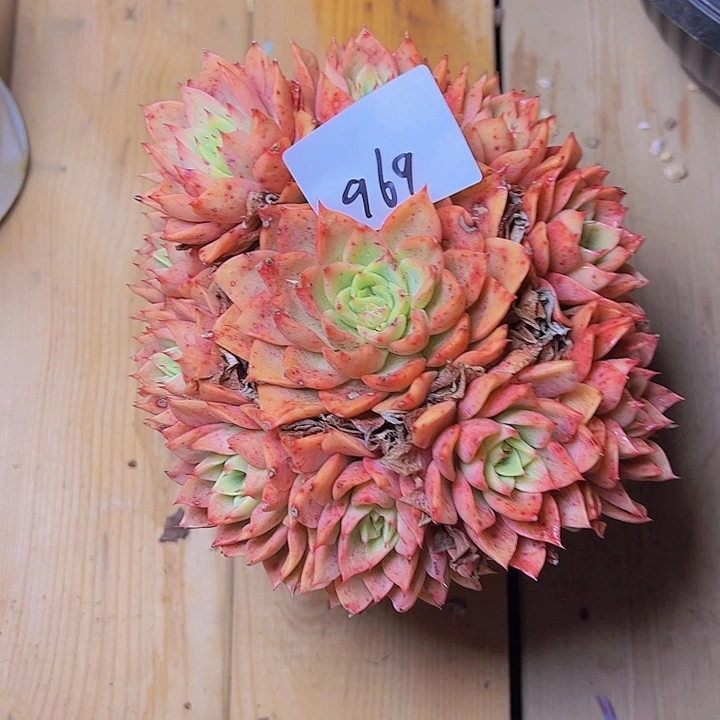 默*儿969//////////////