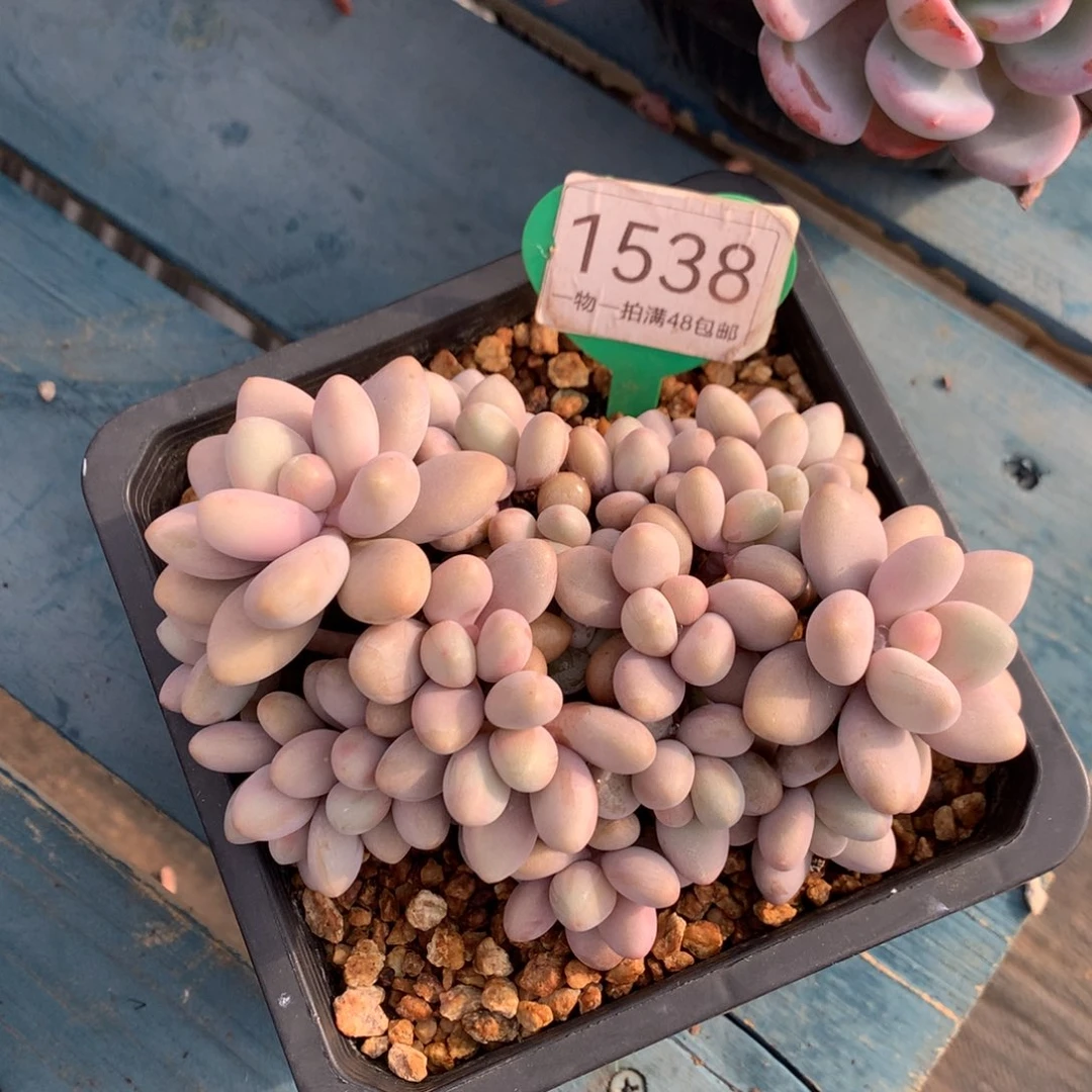 蜜多丽无砍平头1538