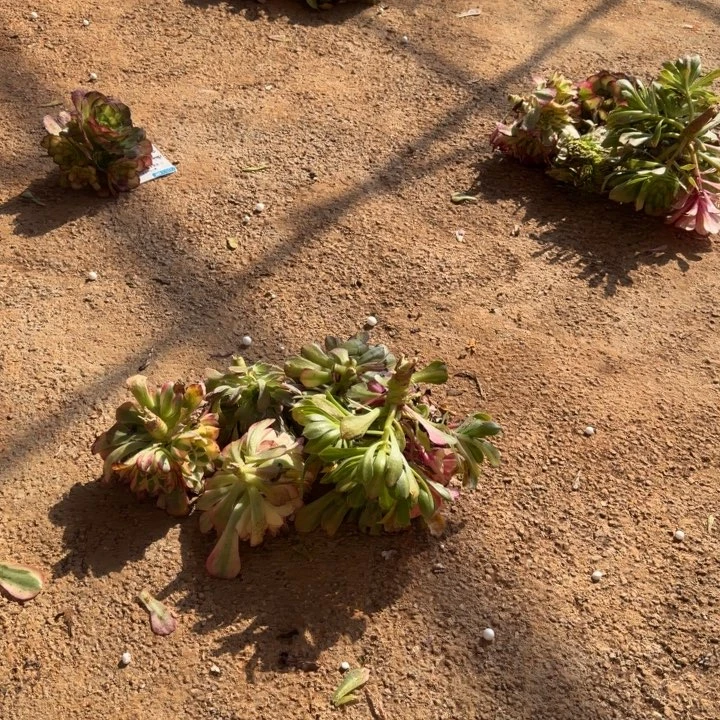 五颗发货随机五颗