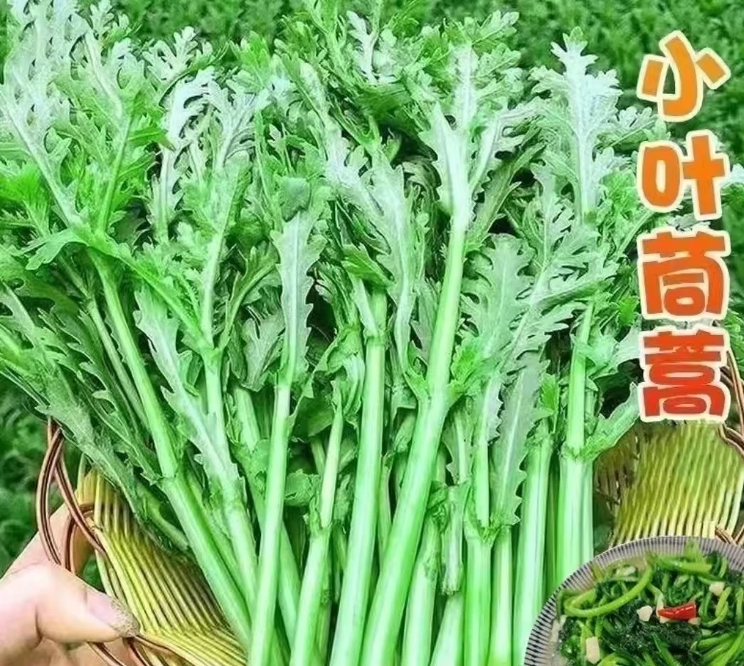 农家新鲜现挖现发茼蒿清炒蒸菜新鲜农家菜