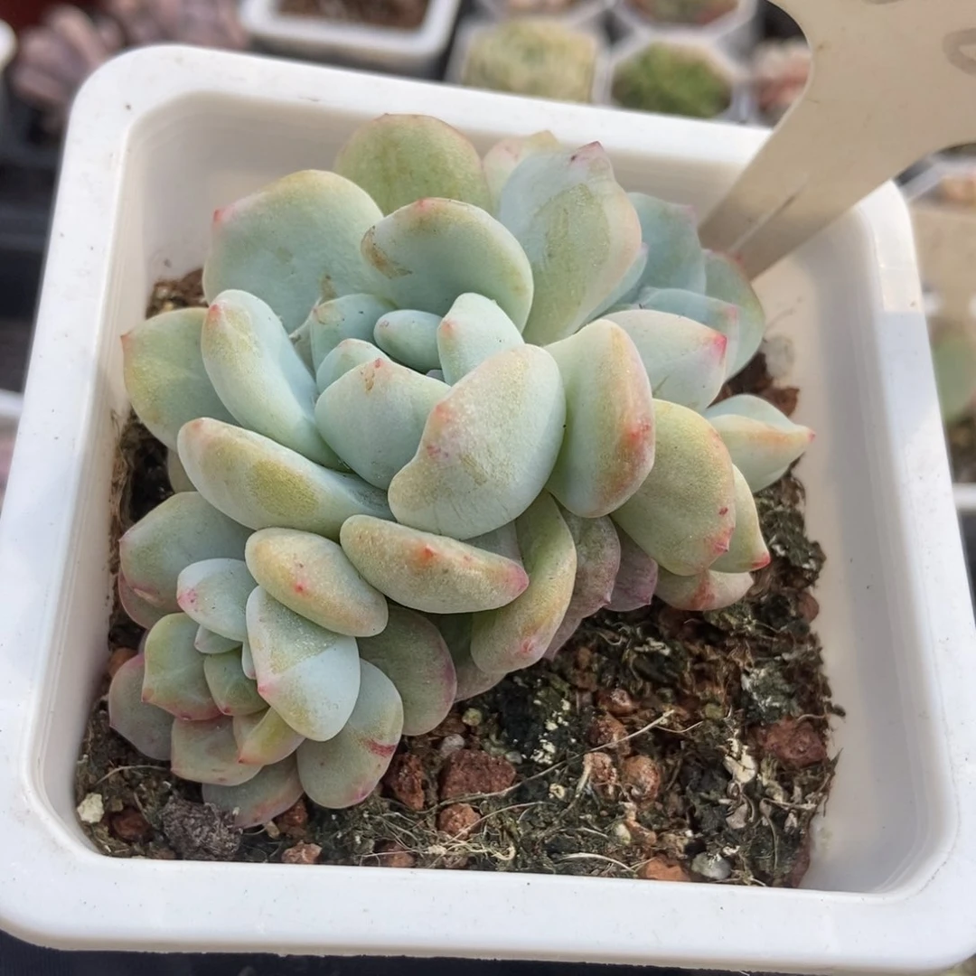 1022橙子石化多肉植物保护