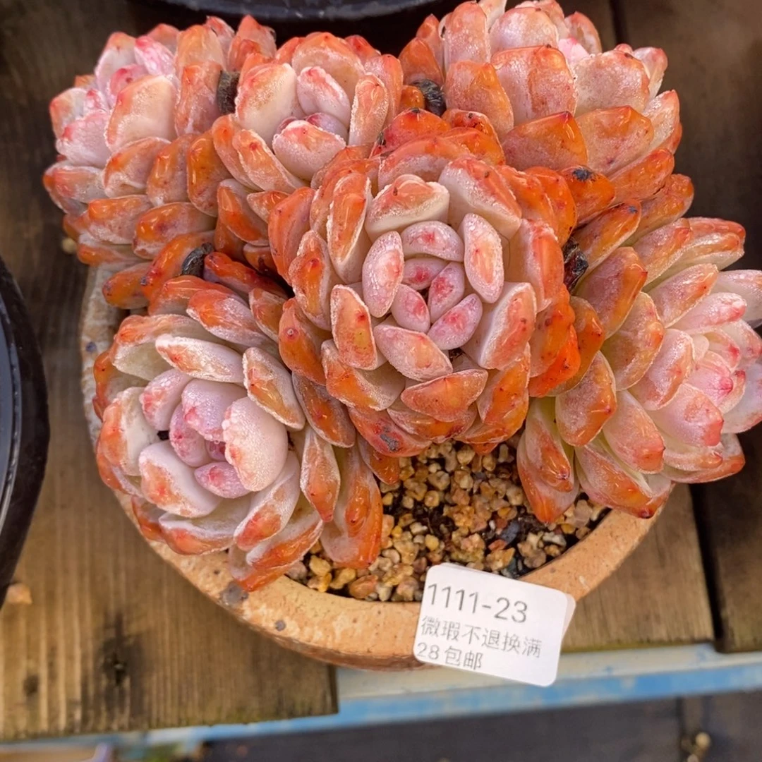 23号多肉群漂亮的