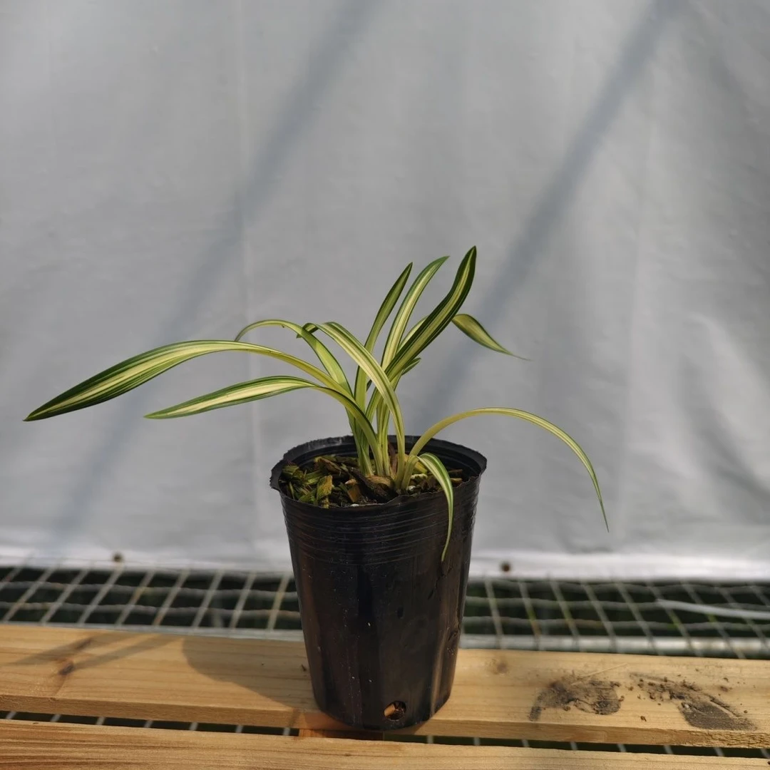 高端艺草春兰中透套叶兰花卉绿植盆栽原盆原土发货矮种包邮