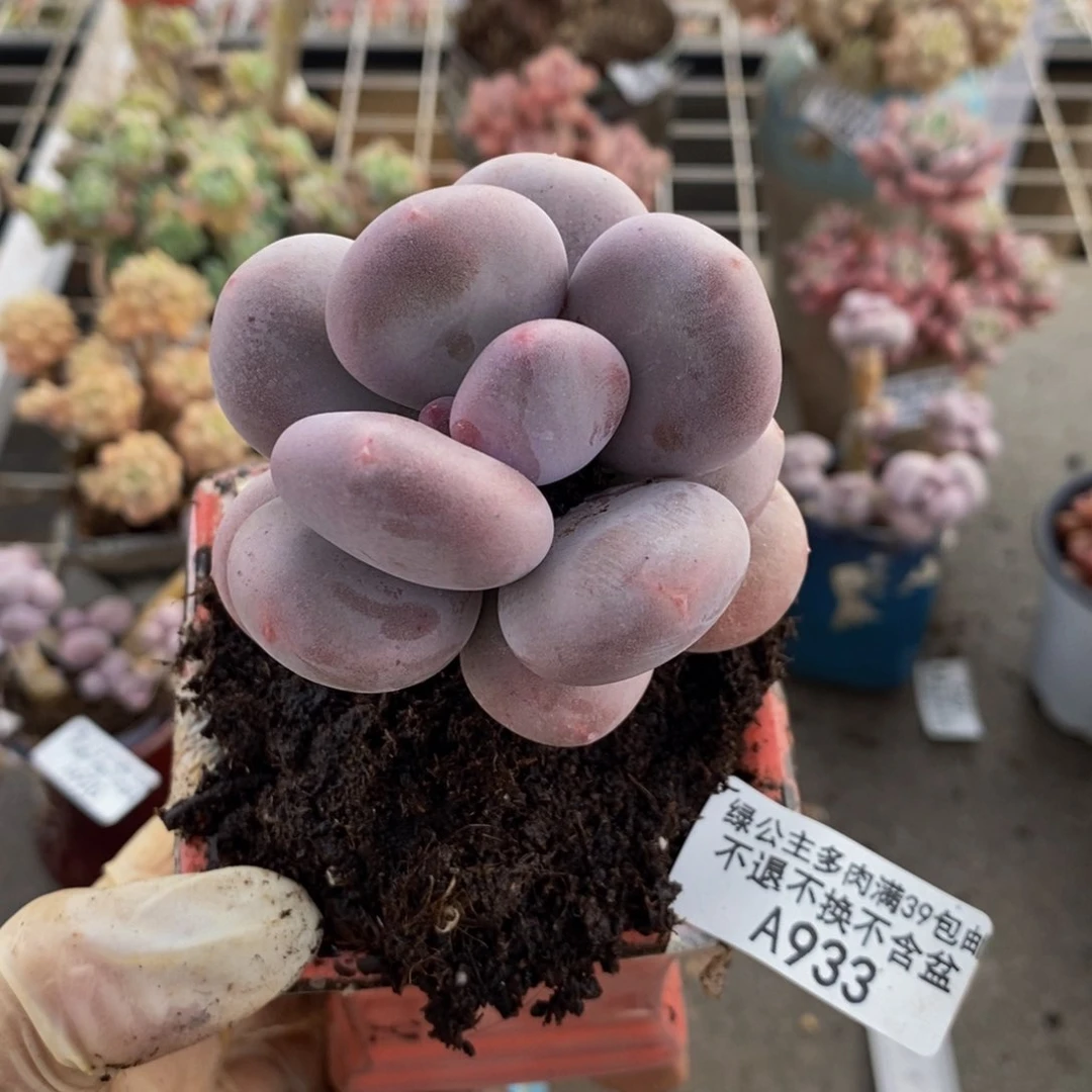 大叶奶酪933/6c m