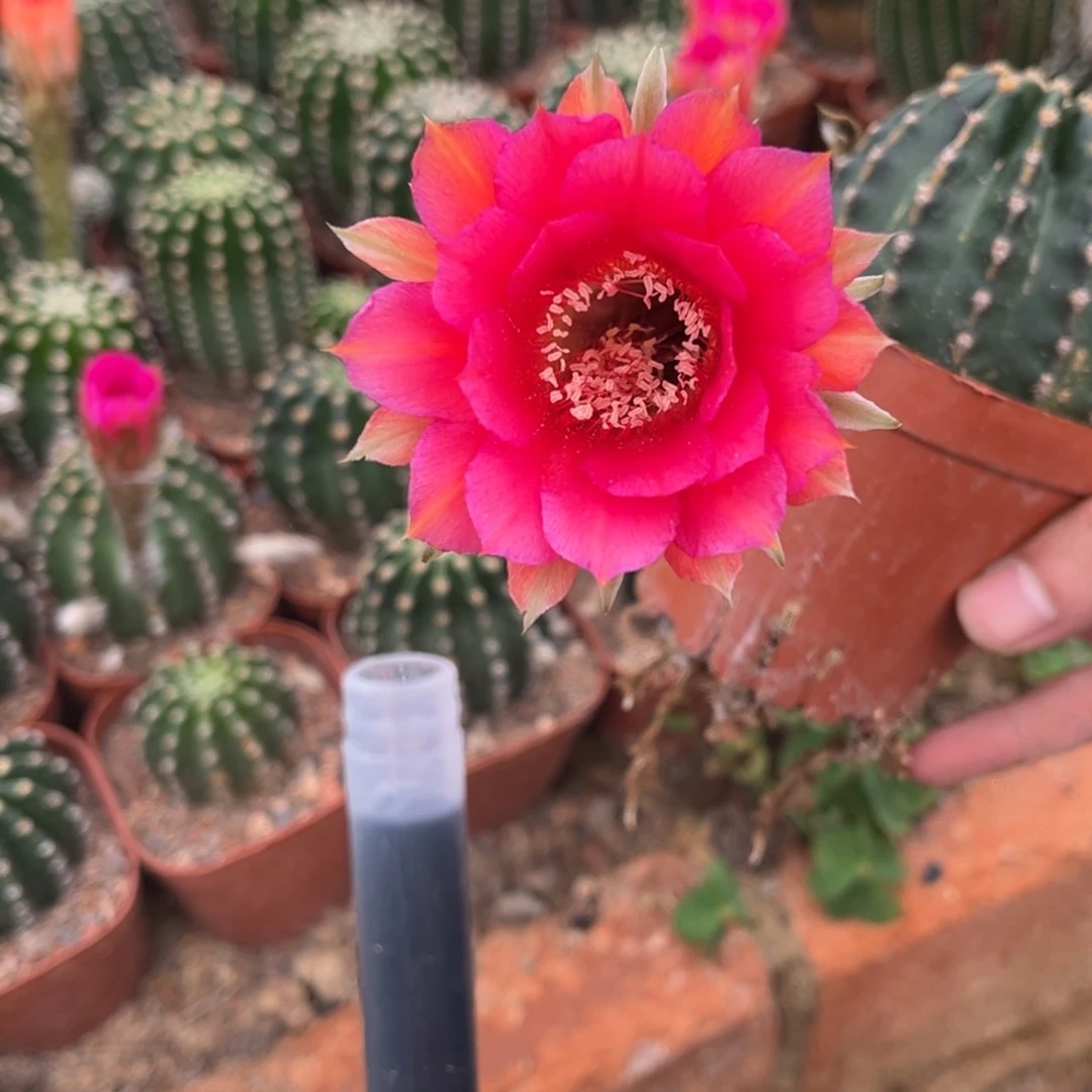 C****实生黑金刚仙人球1