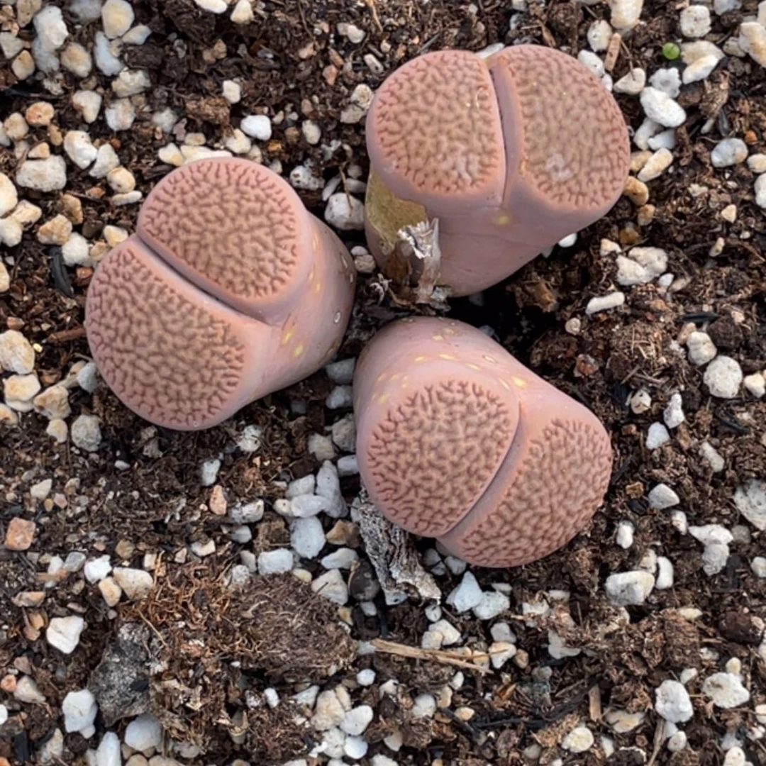 有老芭非偏远满20包邮029