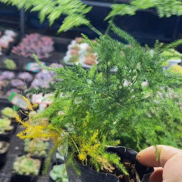 文竹1.8带哦土发