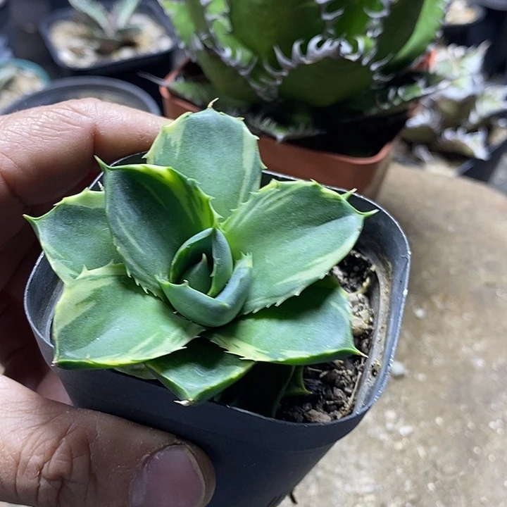 小精灵腹轮锦。