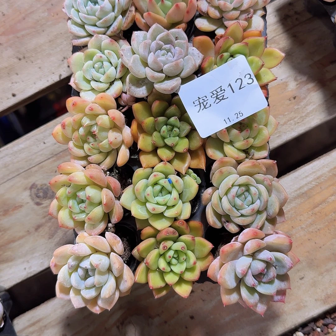直播福利一物一拍123