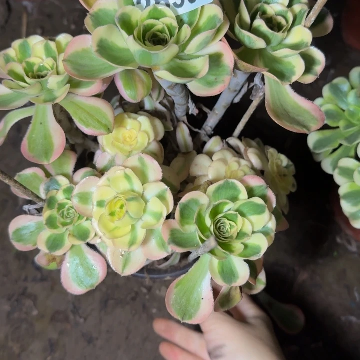 25303南燕姿多肉植物