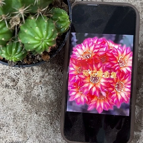 黄金鱼丽花，25789000