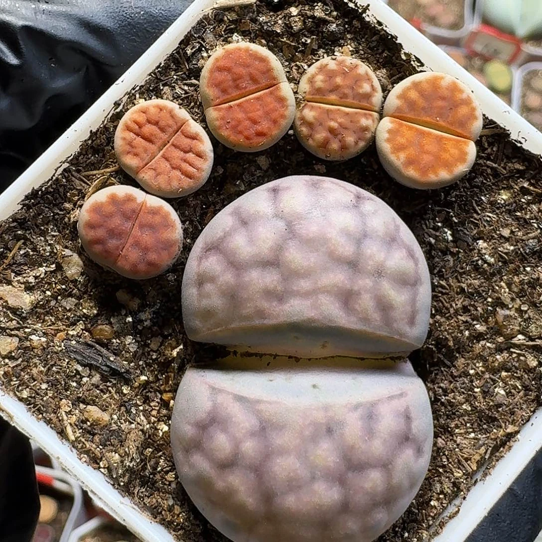 生石花11111。  3公分半。  116